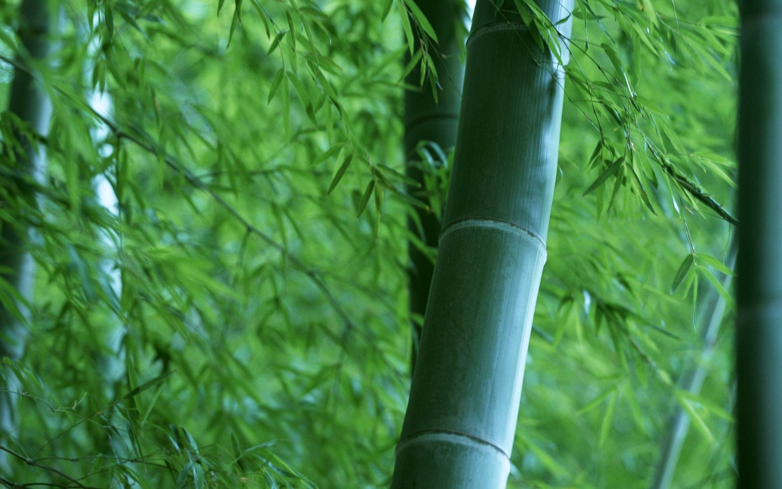 bamboo banner