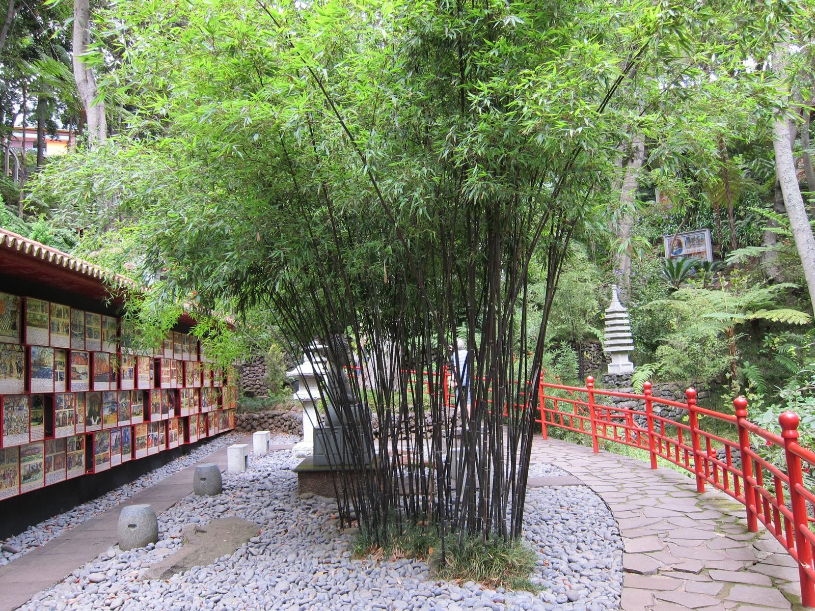 Versatile Plants: the Application of Bamboo Plants in Daily Life