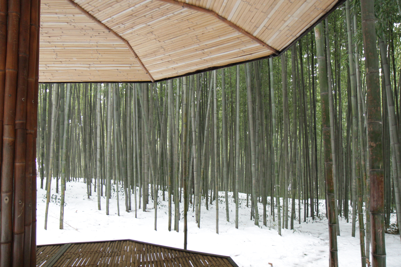 How the Bamboo Make a Stylish and Green Life