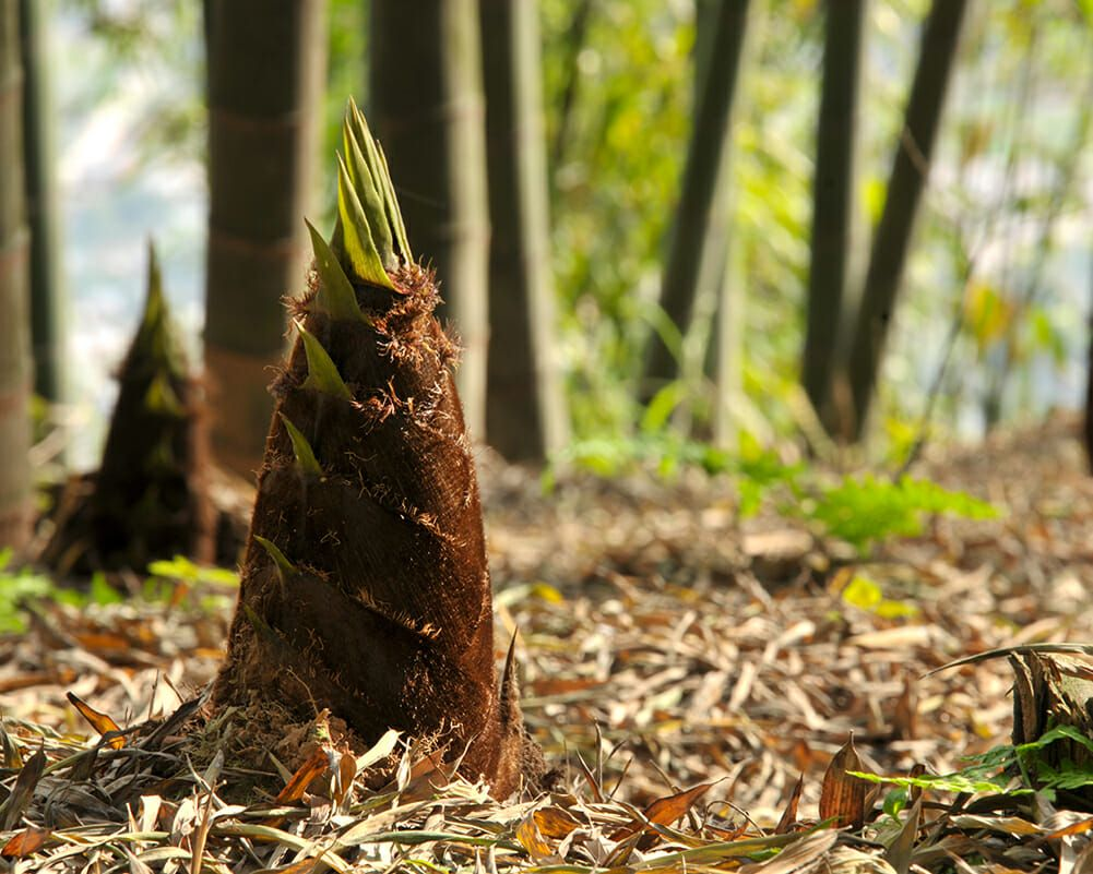 Bamboo Shoots: Treasures in the Mountain Forest