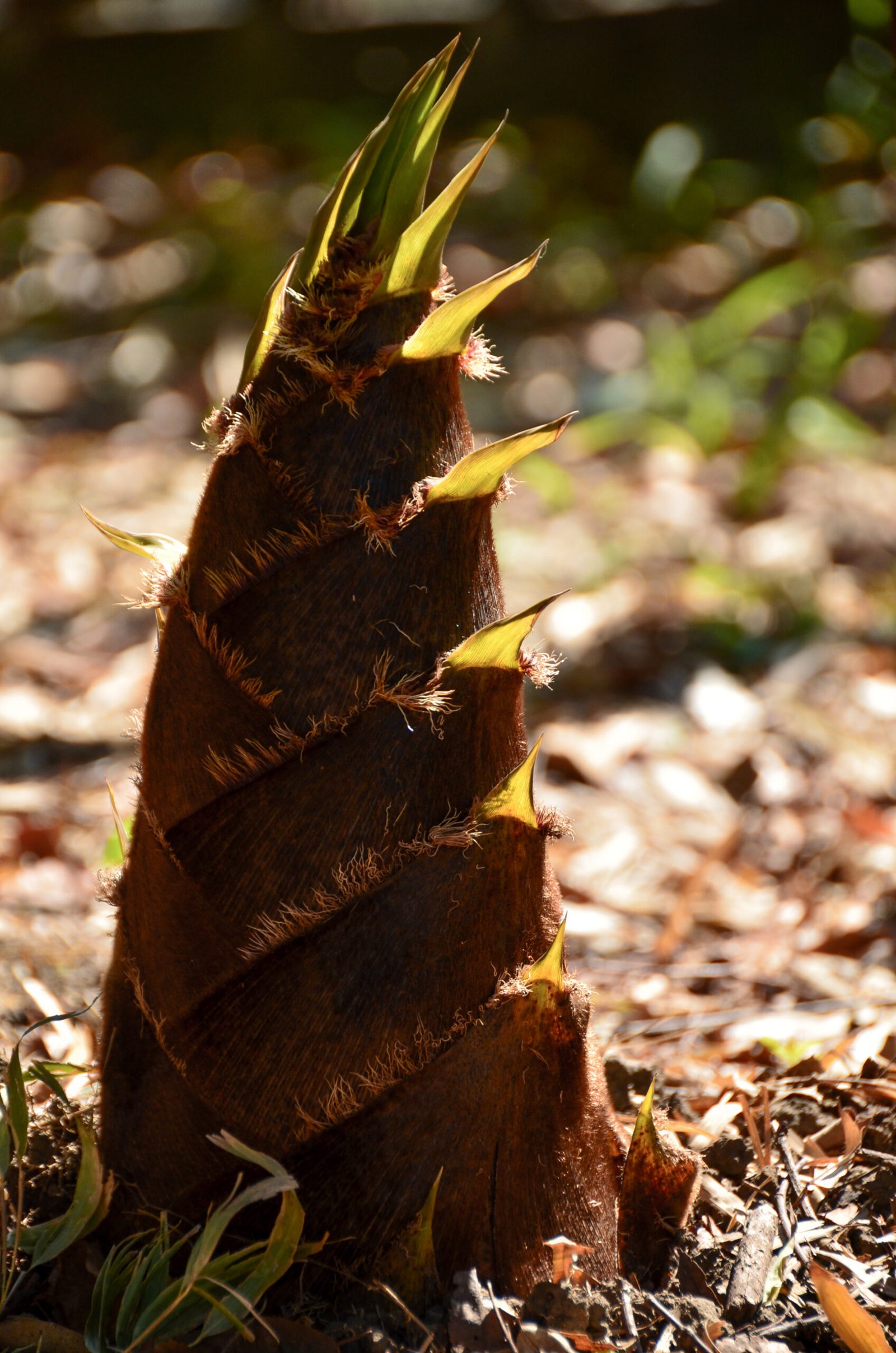 A Fable about Bamboo (1)