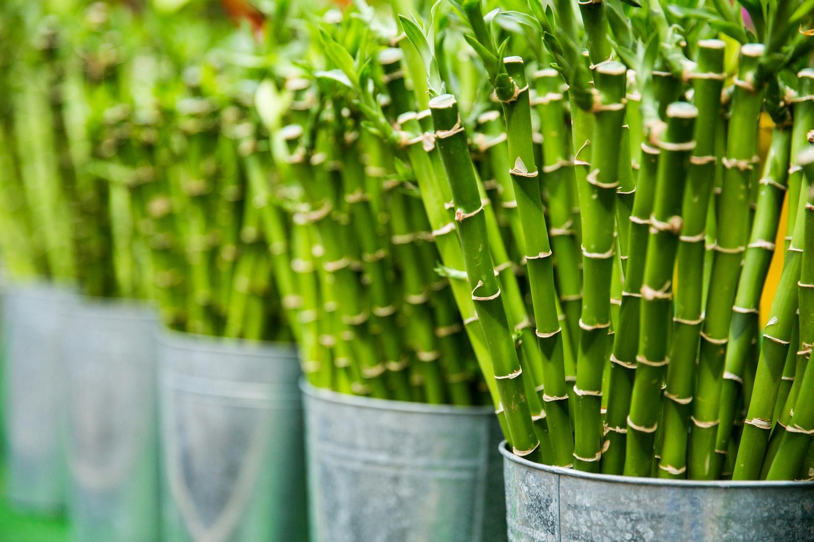 Lucky Bamboo as a Gift: The Perfect Choice for Any Occasion