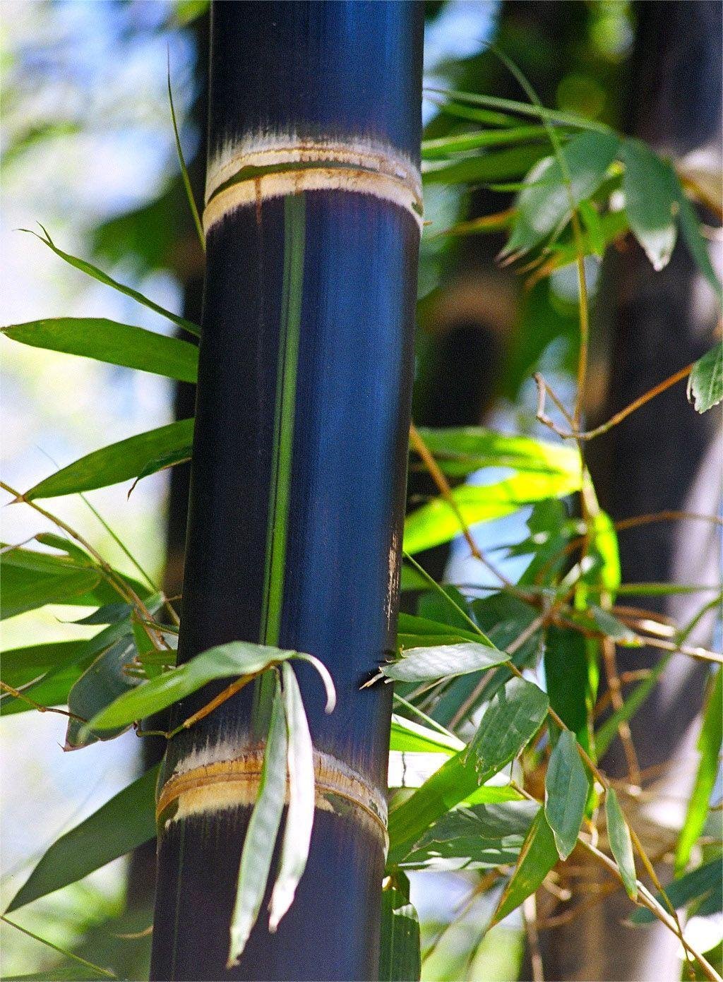 A Brief Discussion on the Value of Black Bamboo