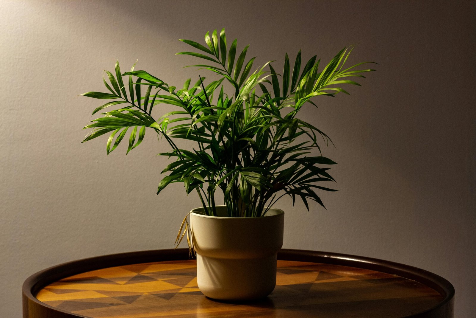 Bamboo Palm: Bring Tropical Charm to Home Decoration